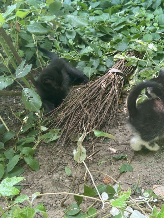 Pui maine coon metis