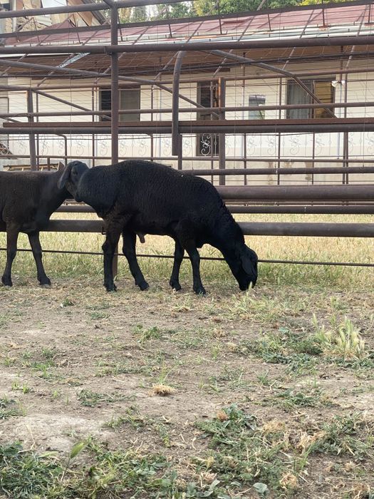 Хисори куйлар сотилади курбонликга