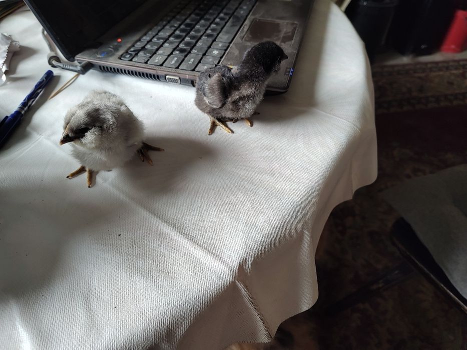 Vând pui de găină rasa Sussex HD,Araucana albastru,negru,australorp