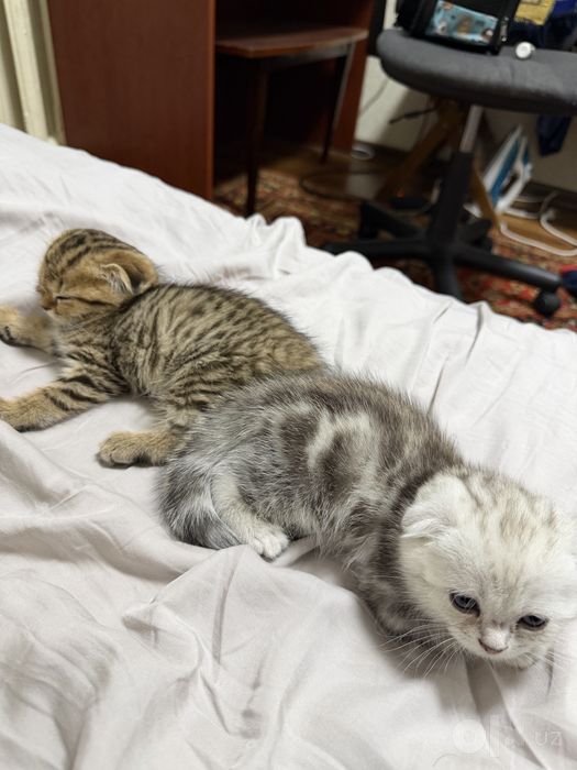 Scottish fold golden shaded 2 oylik