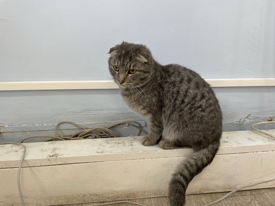 Породистая кошечка