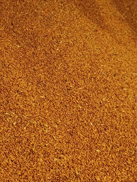 Vând grâu de calitate superioara