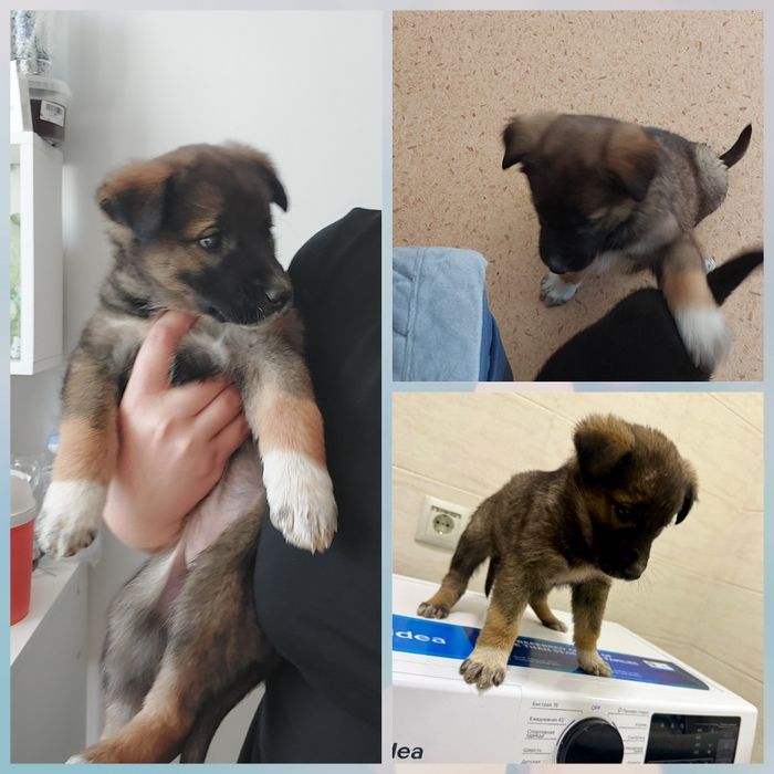 Девочка в добрые руки