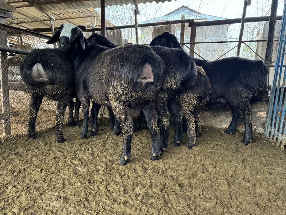 Продаются кучкары