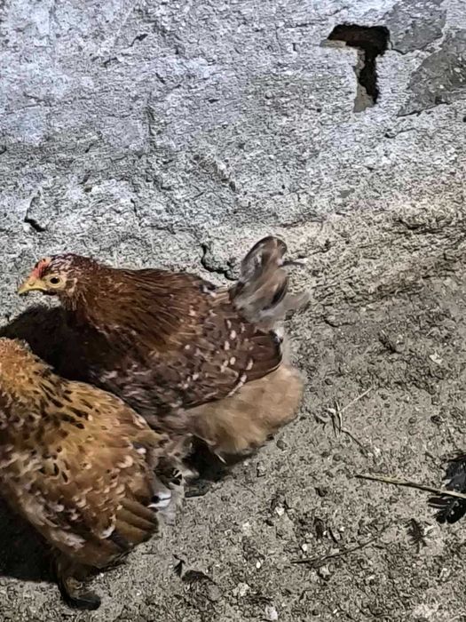 кокошки мини кохини