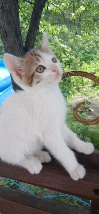 Милый котёнок  мальчик.