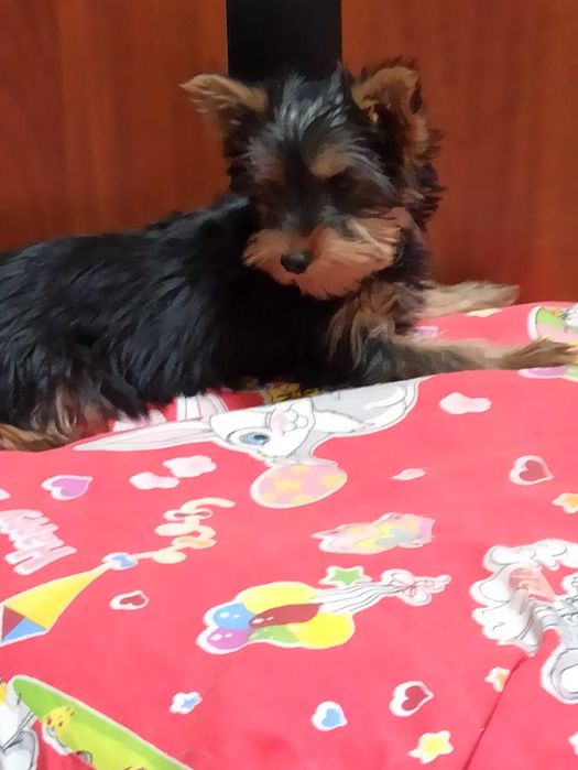 Fetita Yorkshire Terrier