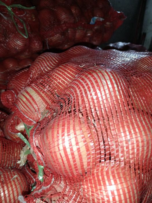 Лук оптом сухой отборный.