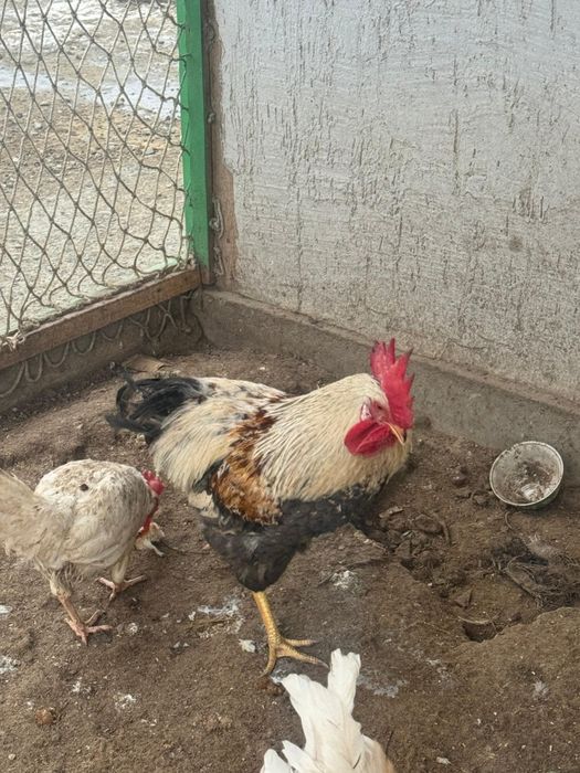 Продается молодые петухи
