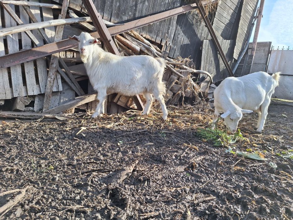 Vand capre si un țap șut genetic