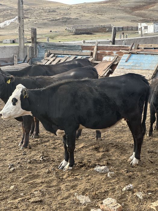 Продам 8голов крс и 4 теленка