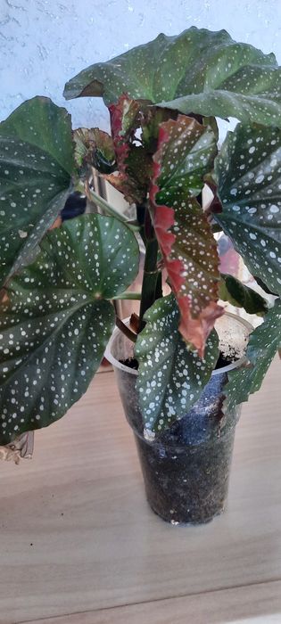 Продам сансеверию и бегонию