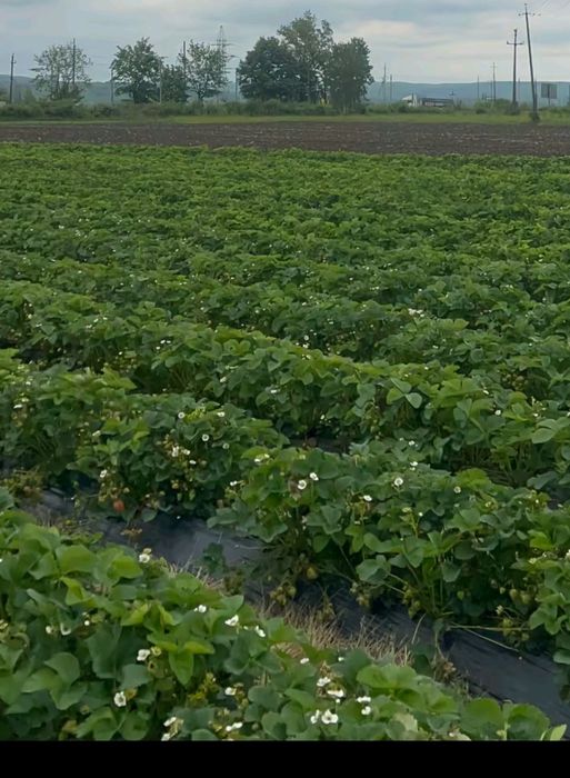 Качествен разсад ягоди