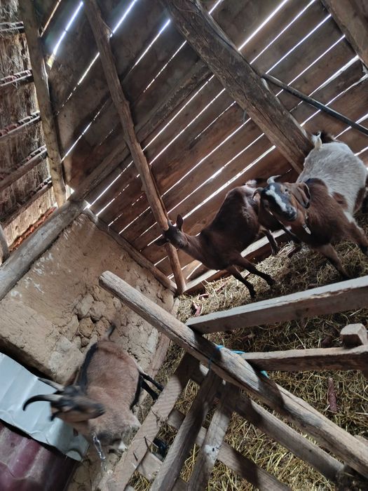 Alpina franceza gestante