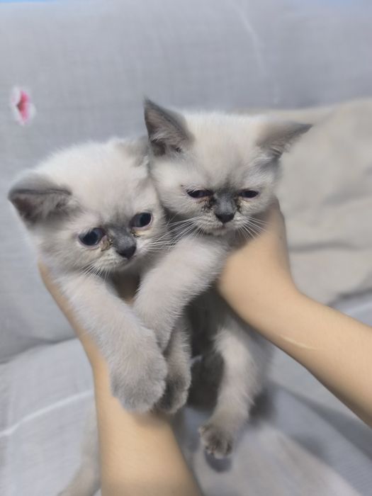 Шотландский скотиш страйт