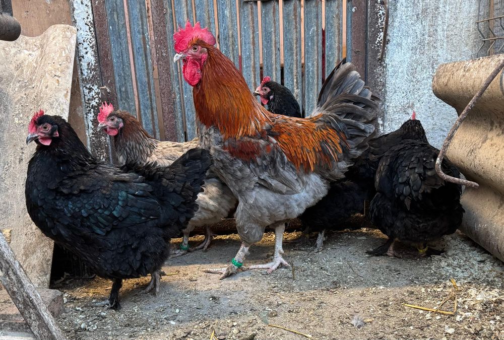 Pui de marans NCC/ BCC