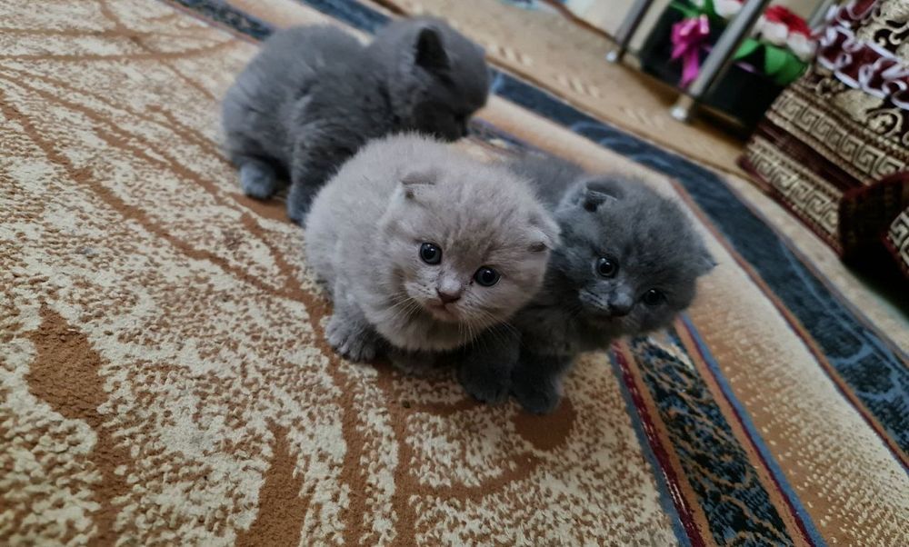 Фолд, страйт малчик и девочка