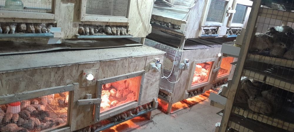 Брудер балапандарға арналған.