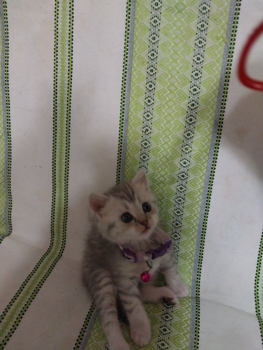 Продаётся   котенок  породы  скоттиш  страйт