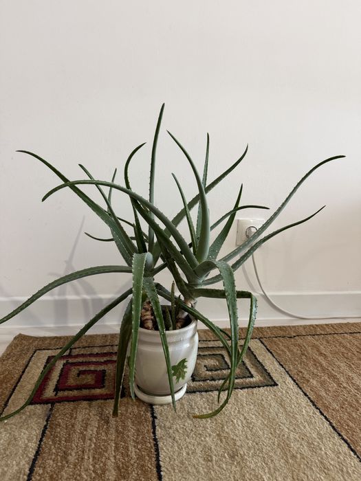 Продам комнатные растения