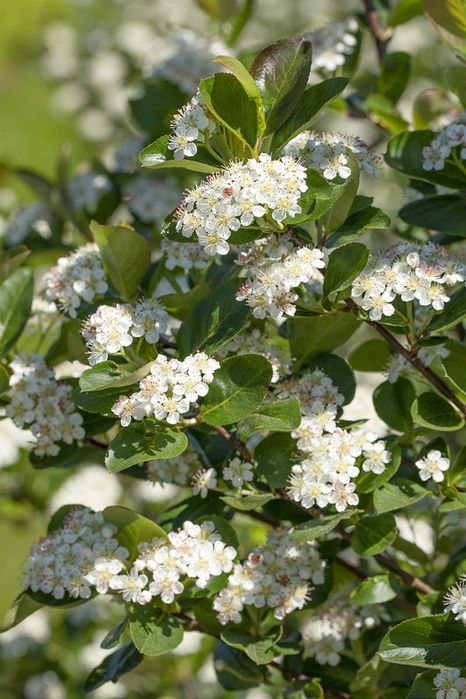 Арония „Викинг“ ново