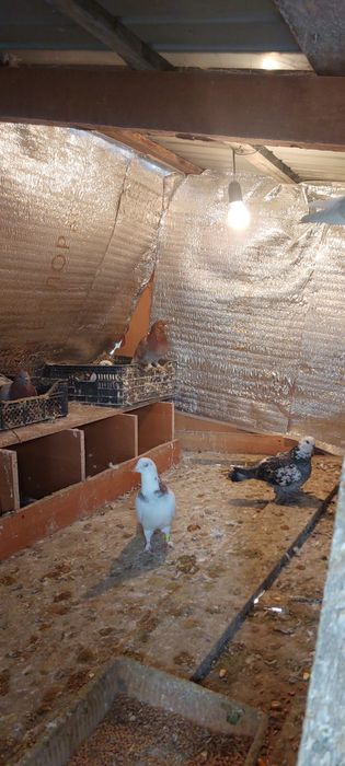 Голуби тасманы бакинских тоже есть