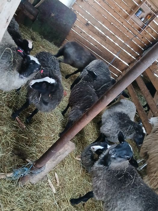 De vanzare mielute Romanov