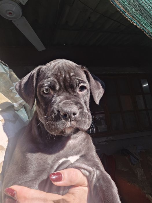 Щенки  микс ////