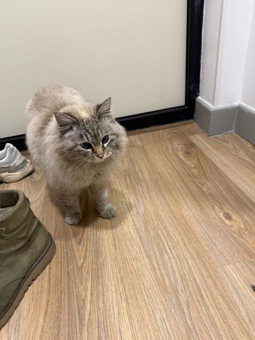 Найден котик в ЖК Керемет