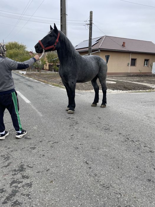 Vand sau schimb o iapa de 5 ani merge bine la caruta foarte cuminte