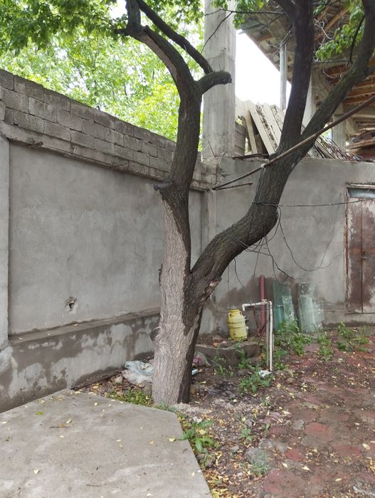 3 та Урик дарахт кимга керак булса кесиб олсин донасини нархи