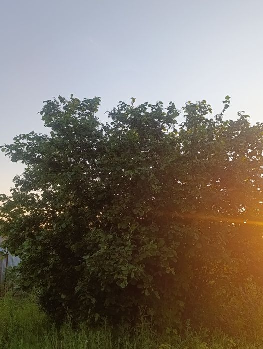 Продам  две дачи районе желаева