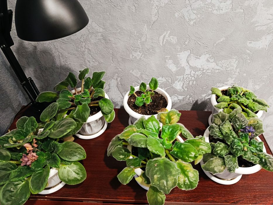 Фиалка в горшочке