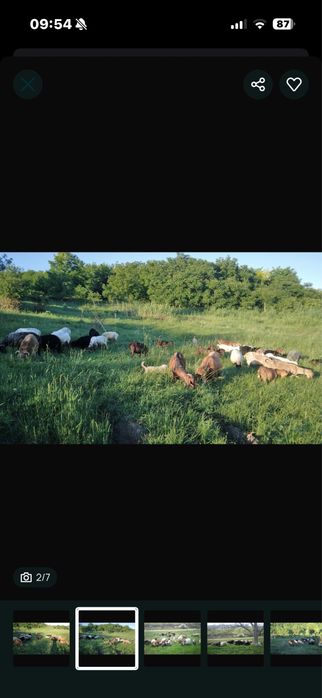 capre si oi de vanzare de rasa