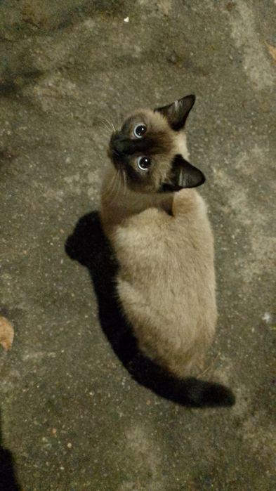 Нашли кошку! Ищем хозяина!!!