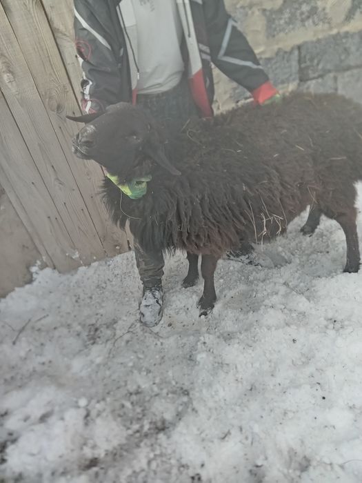 Продам барана, породы Гиссар