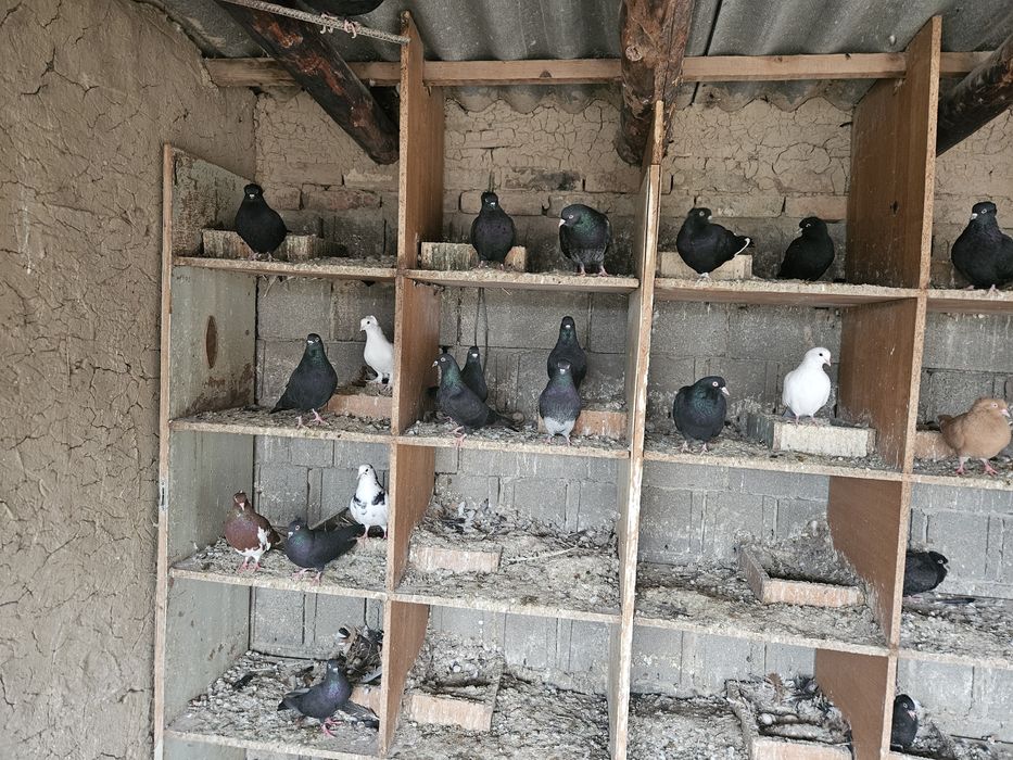 Продается голуби