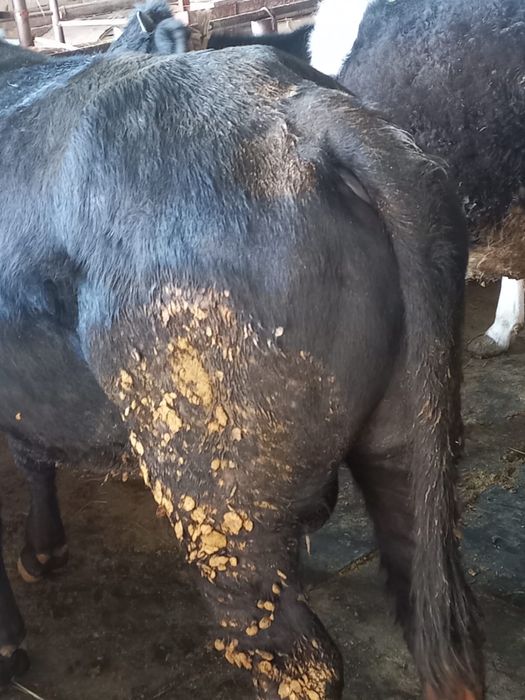 Бұқа сатылады етке