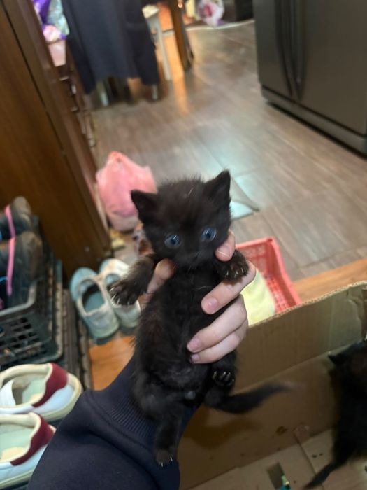отдадим котят в хорошие руки