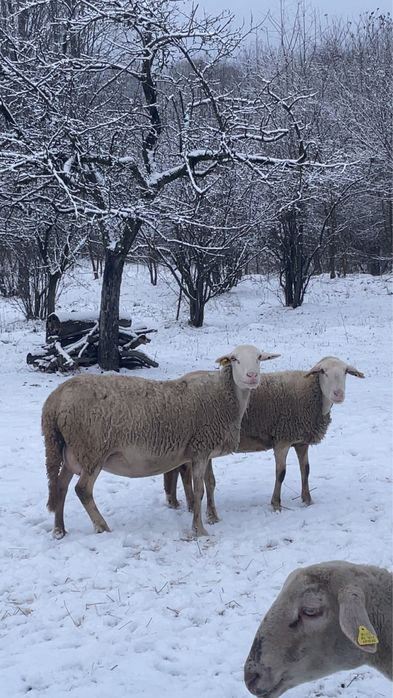 Vand oi rasa rasa lacaune