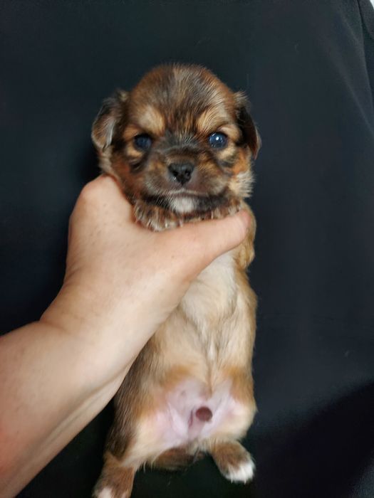 Продаю щенка чихуахуа