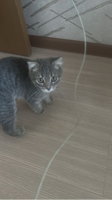 Вислаухая девочка ищет свой дом