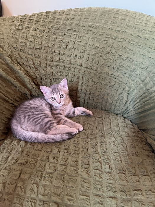 2 шотландских котенка