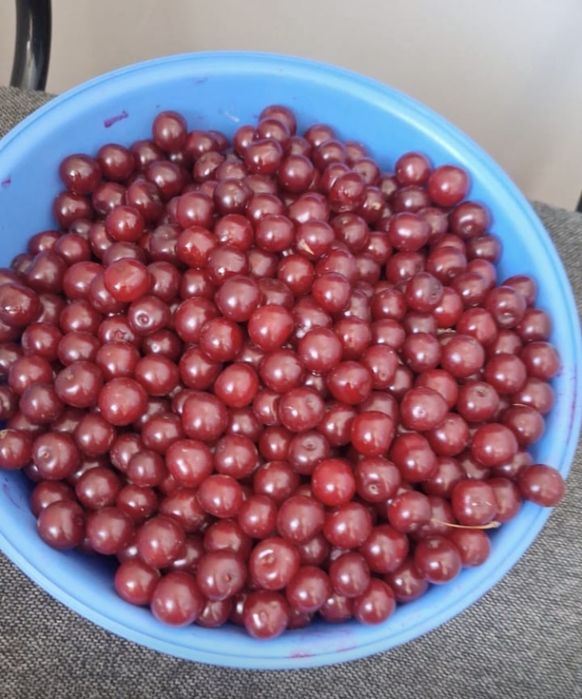 Вишня крупная продам