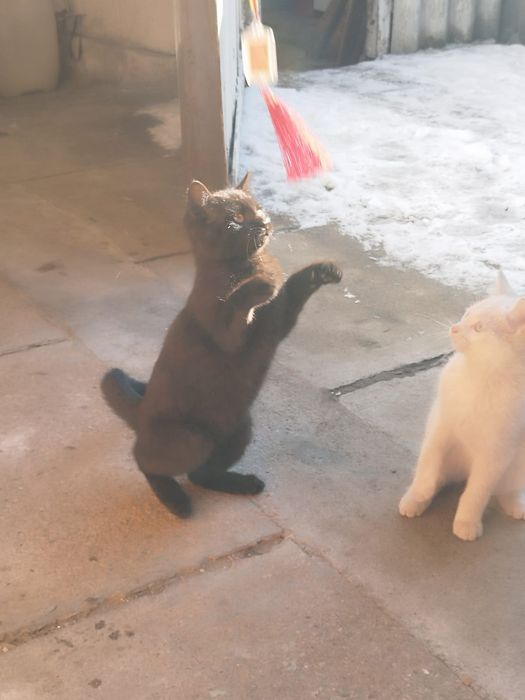 Кошечка . Бесплатно .