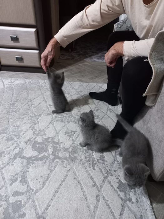 Британскии котята