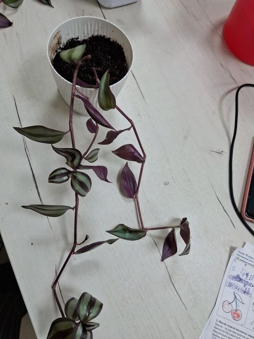 Комнатные  цветы