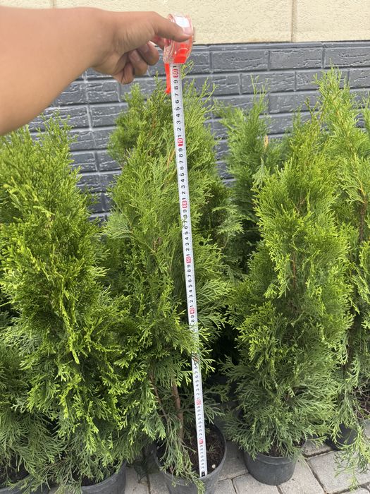 Туя смарагд колоннавидный