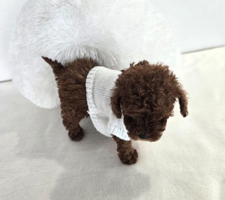 Пудел той Poodle toy с родословие чисти генетични тестове на родителите