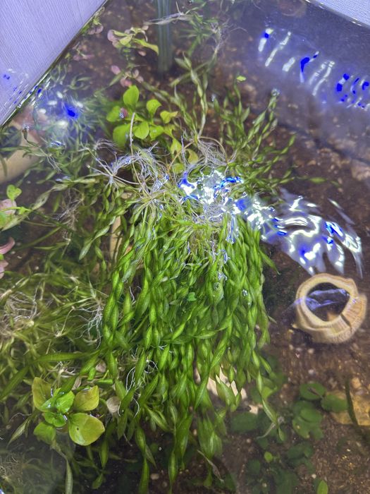 Анубиас растения аквариуное